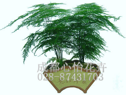 成都盆栽綠植租擺品種